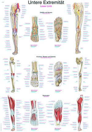Juliste: Alaraajat (luut, lihakset, verisuonisto) 70 x 100 cm
