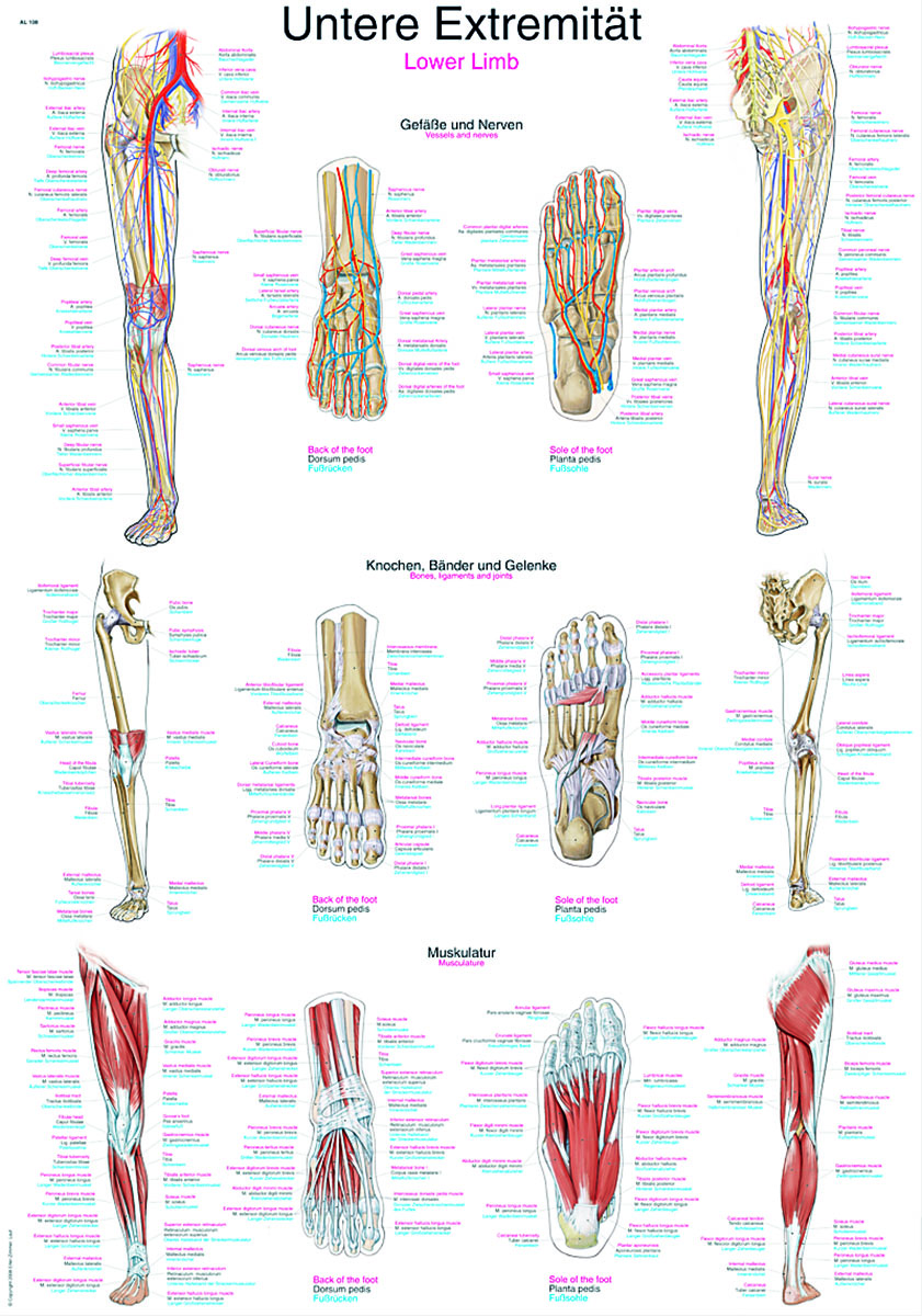 Juliste: Alaraajat (luut, lihakset, verisuonisto) 70 x 100 cm