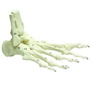 Jalkaterän luustomalli