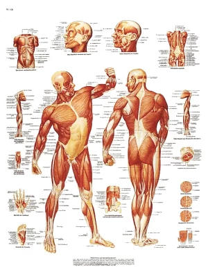 Juliste: Vartalo  50 x 67 cm
